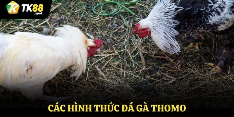 Đá Gà Thomo TK88 - Thỏa Sức Đam Mê Chiến Thắng Vang Dội 3 Các hình thức đá gà thomo