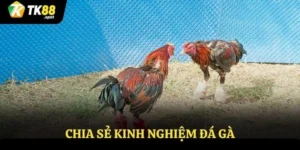 chia sẻ kinh nghiệm đá gà