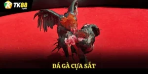 Đá gà cựa sắt