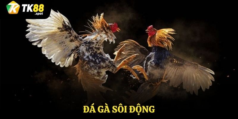 Đá gà sôi động