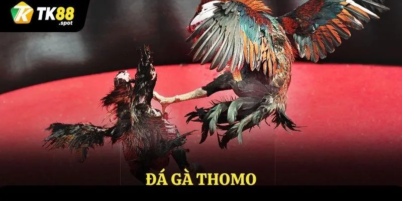 đá gà thomo