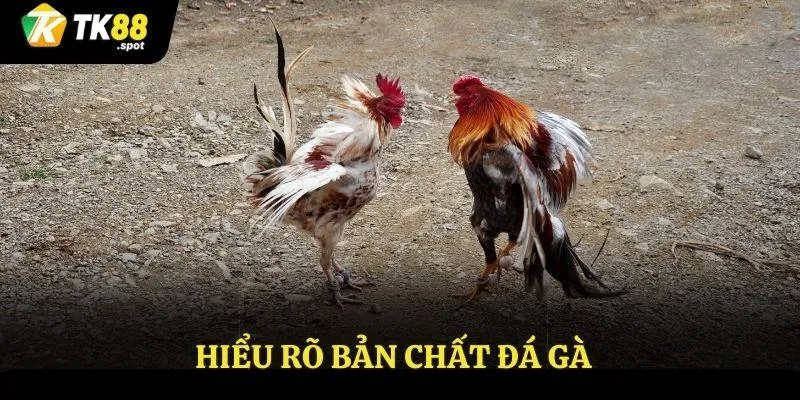 Chia Sẻ Kinh Nghiệm Đá Gà - Thu Về Lợi Nhuận Từ Sân Chơi Tk88 2 Hiểu rõ bản chất đá gà
