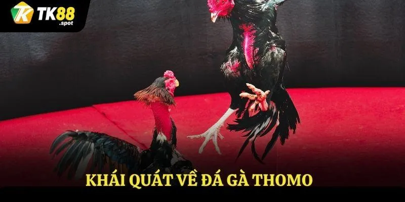 Đá Gà Thomo TK88 - Thỏa Sức Đam Mê Chiến Thắng Vang Dội 2 Khái quát về đá gà Thomo