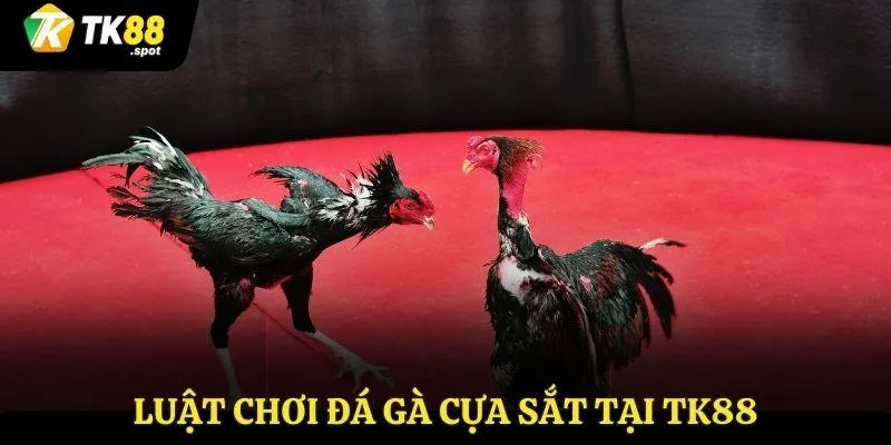 Đá Gà cựa Sắt Tk88 - Trải Nghiệm Đấu Trường Hấp Dẫn 3 Luật chơi đá gà cựa sắt tại Tk88