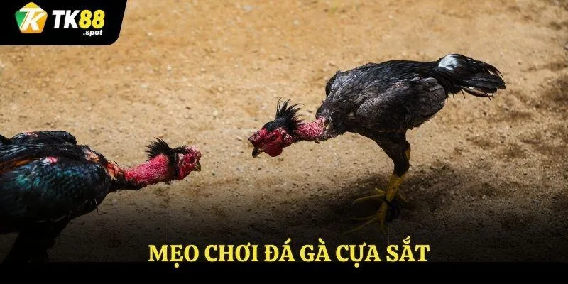 Đá Gà cựa Sắt Tk88 - Trải Nghiệm Đấu Trường Hấp Dẫn 4 Mẹo chơi đá gà cựa sắt