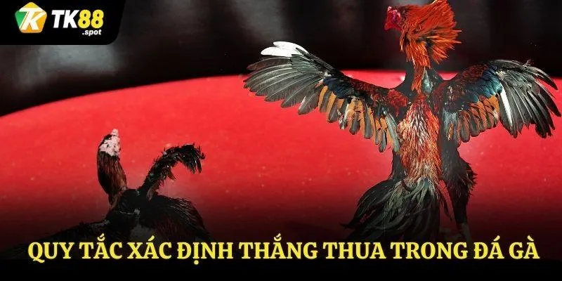 Đá Gà Thomo TK88 - Thỏa Sức Đam Mê Chiến Thắng Vang Dội 4 Quy tắc xác định thắng thua trong đá gà thomo