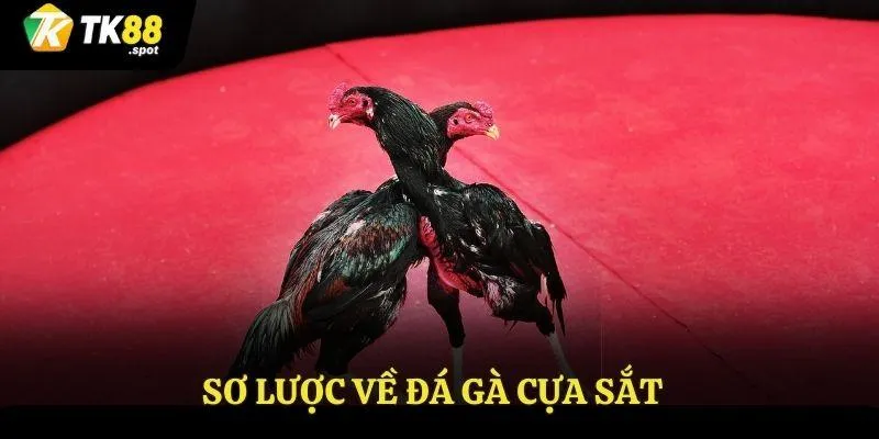 Đá Gà cựa Sắt Tk88 - Trải Nghiệm Đấu Trường Hấp Dẫn 2 Sơ lược về đá gà cựa sắt